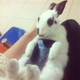 Image for article titled Don't Use Real Rabbits as Your Smartphone Case